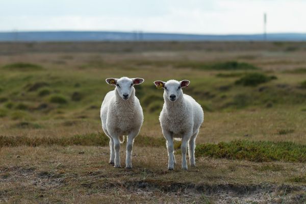 Does Duplicate Content Hurt Your SEO?
